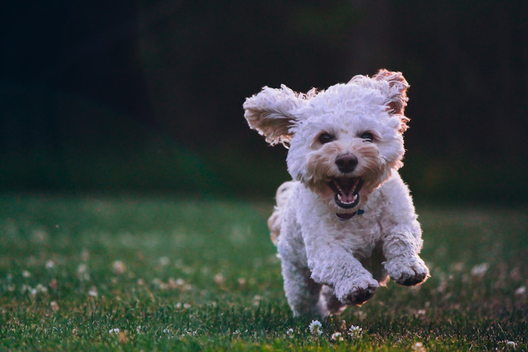 Photo Wrinkly dog